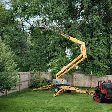 Best Tree Maintenance Programs  in Wauseon, OH