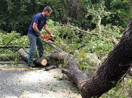 Best Tree Trimming and Pruning  in Wauseon, OH