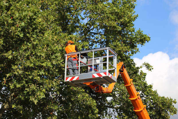 Best Commercial Tree Services  in Wauseon, OH