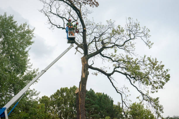 Best Tree Cabling and Bracing  in Wauseon, OH