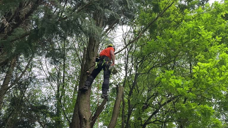 Best Emergency Tree Removal  in Wauseon, OH