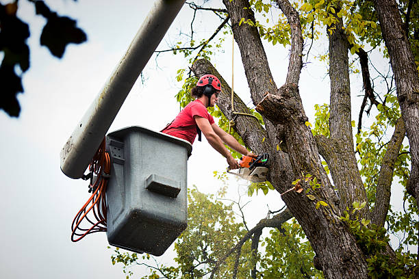  Wauseon, OH Tree Services Pros